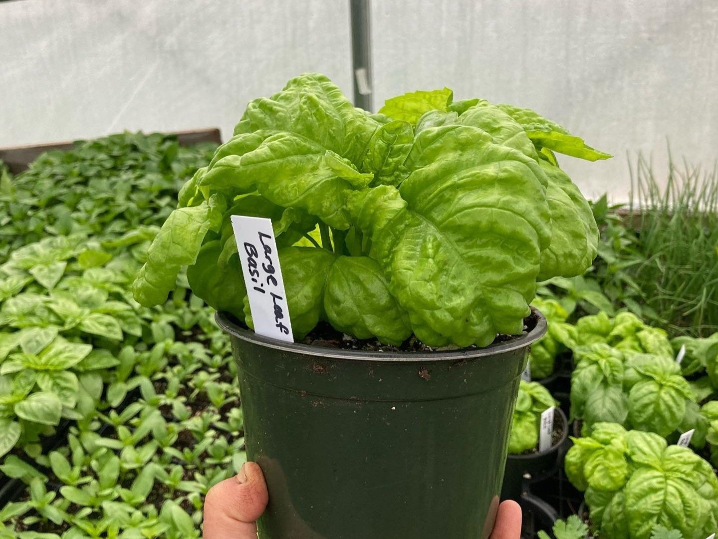 Large leaf basil plant in a green pot held in a hand, with a greenhouse background filled with various basil seedlings. Ideal for culinary use and home gardening.