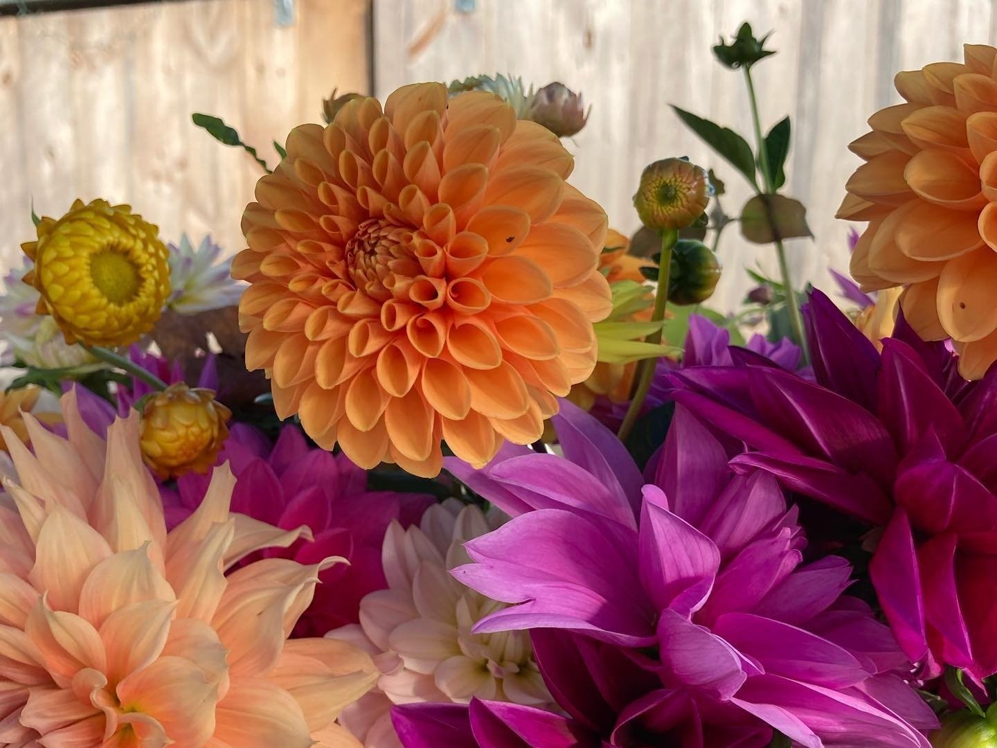 Vibrant arrangement of colorful dahlias, featuring orange, pink, and yellow blooms against a blurred wooden background, showcasing the beauty of fresh flowers in a garden setting.