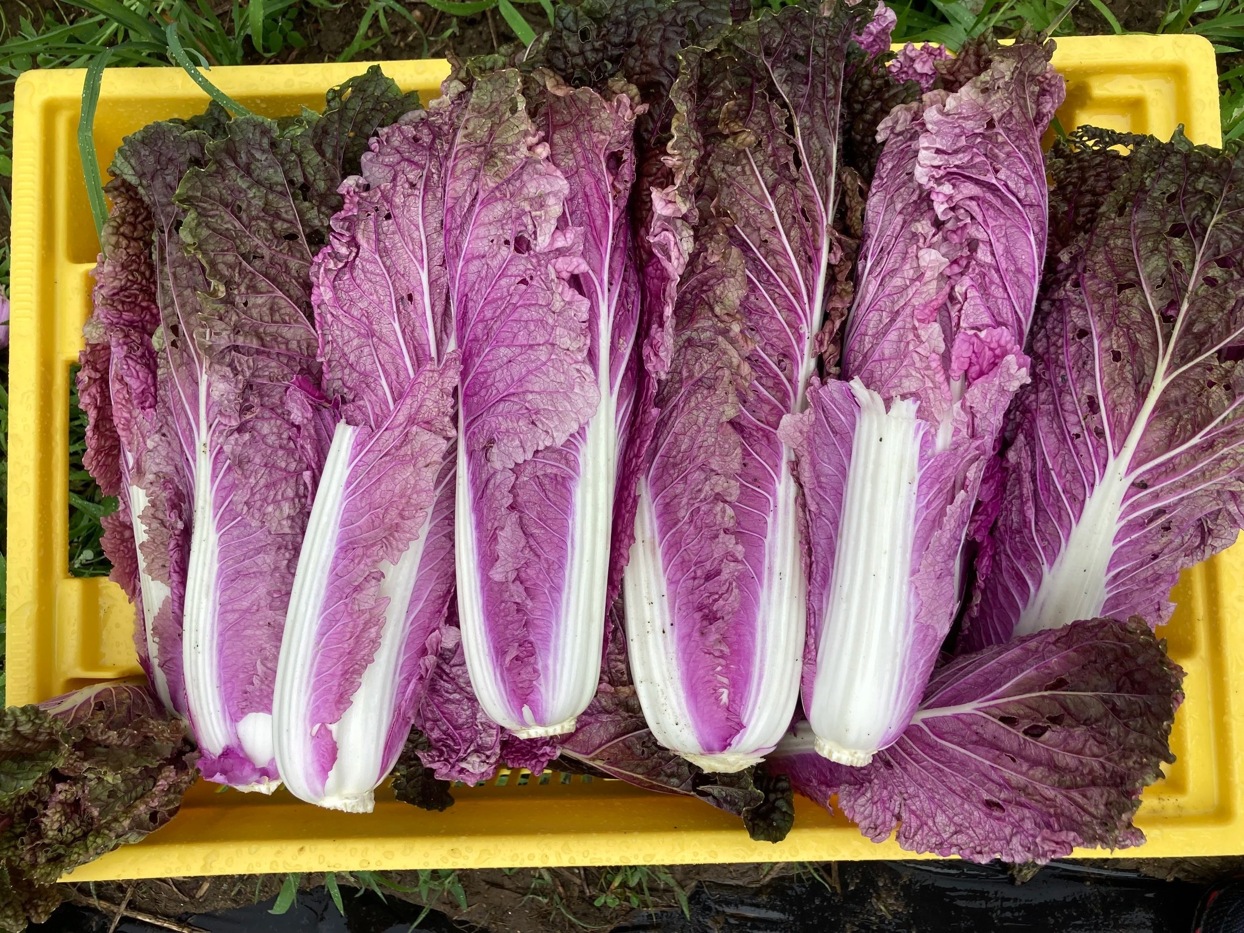 Fresh purple napa cabbage arranged in a yellow crate, showcasing vibrant colors and crisp leaves, ideal for salads and Asian dishes.
