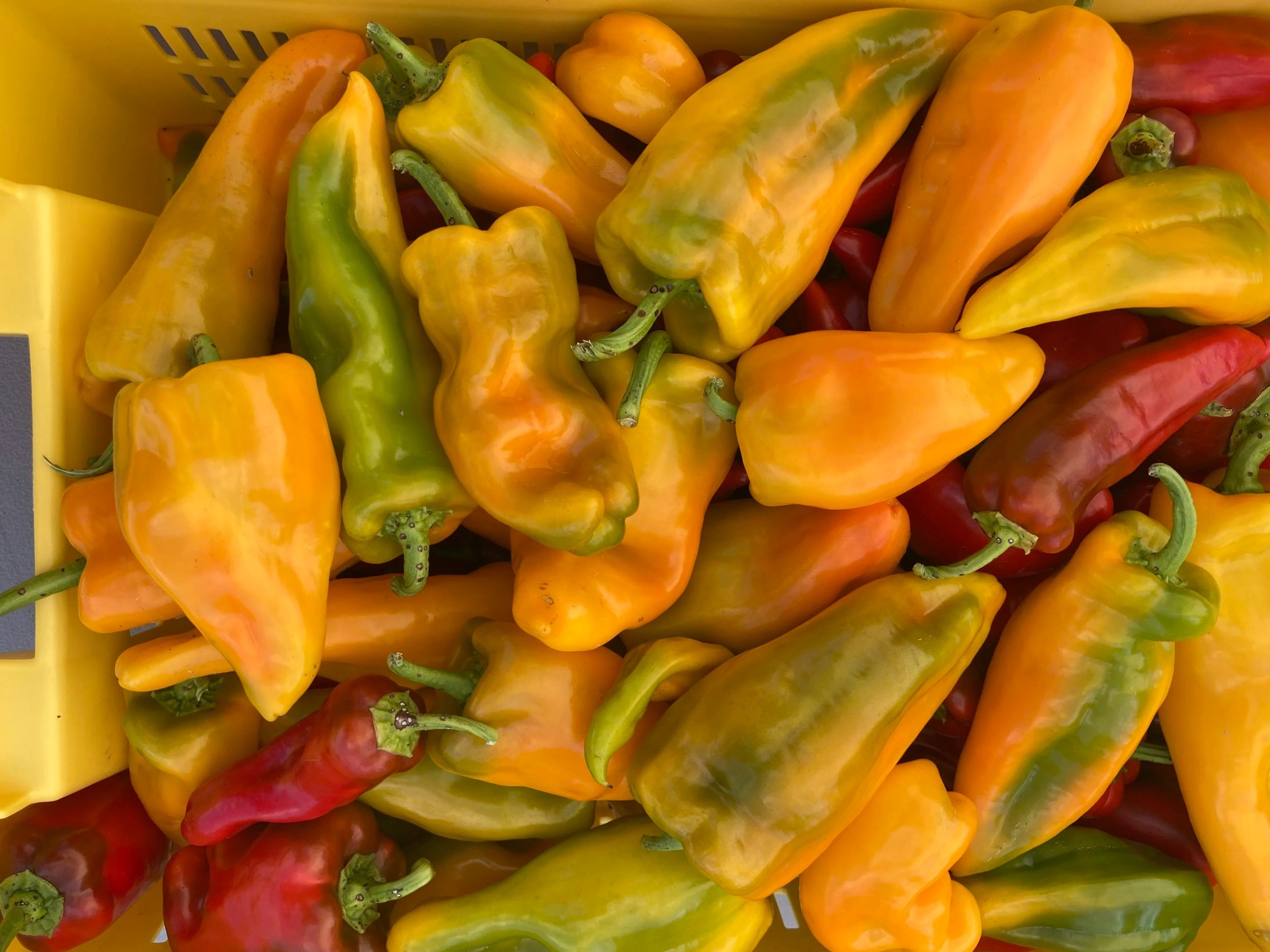 Colorful assortment of fresh peppers, including yellow, orange, green, and red varieties, piled in a yellow basket, showcasing their vibrant colors and textures. Ideal for cooking, salads, or garnishes.