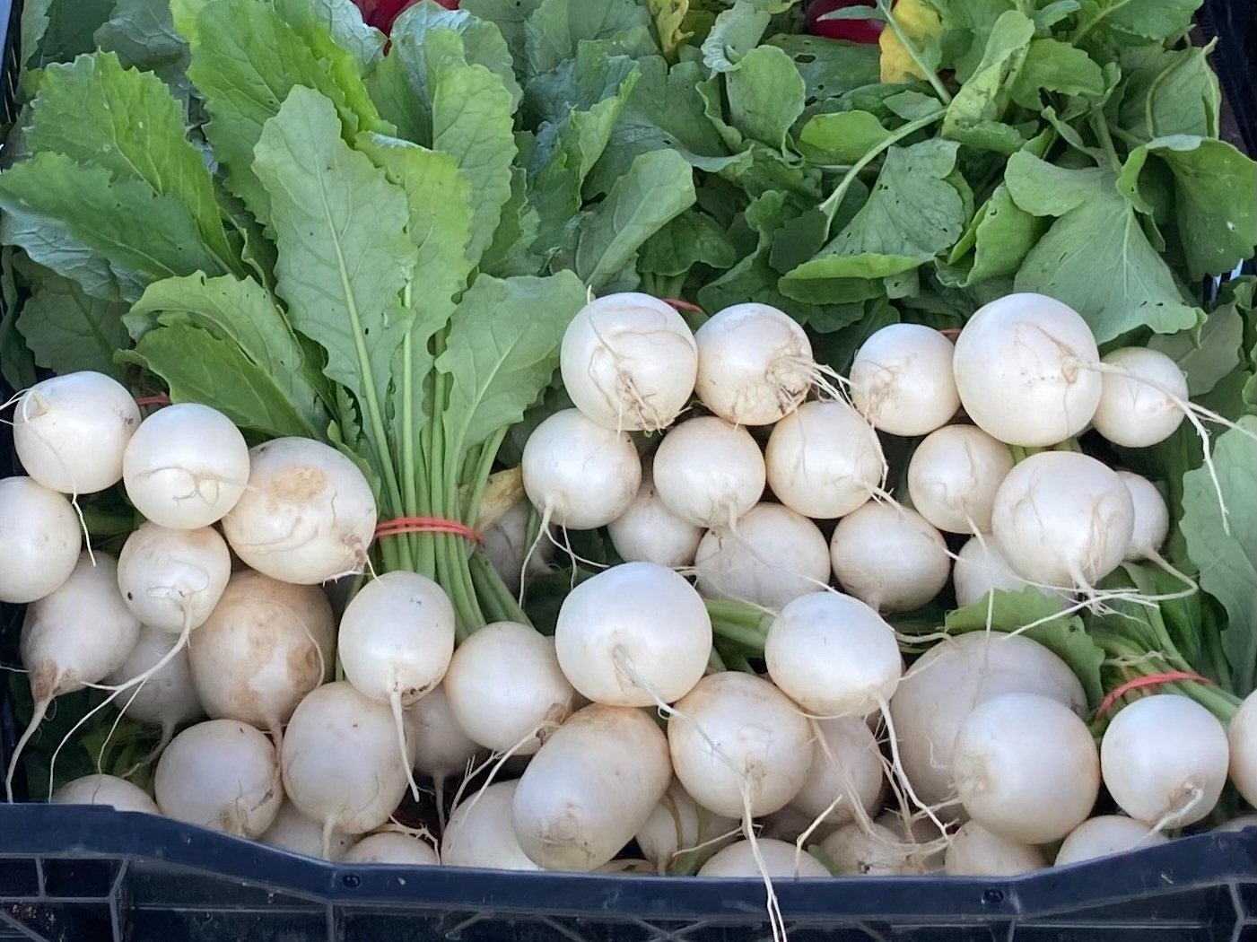 Fresh white turnips with green leaves, arranged neatly in a crate, showcasing their crisp texture and vibrant color. Ideal for healthy recipes and farm-to-table meals.